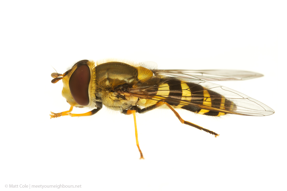 MYN Hoverfly - Syrphus sp